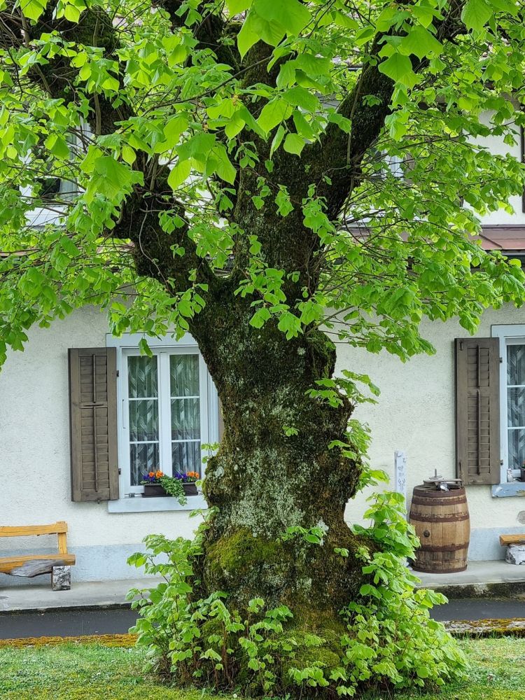 2025-04-14 Safenwil - Dulliken-114