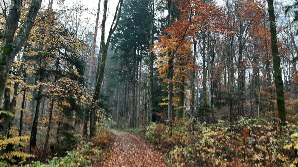2025-11-10 Eiken - Oeschgen Frick-132